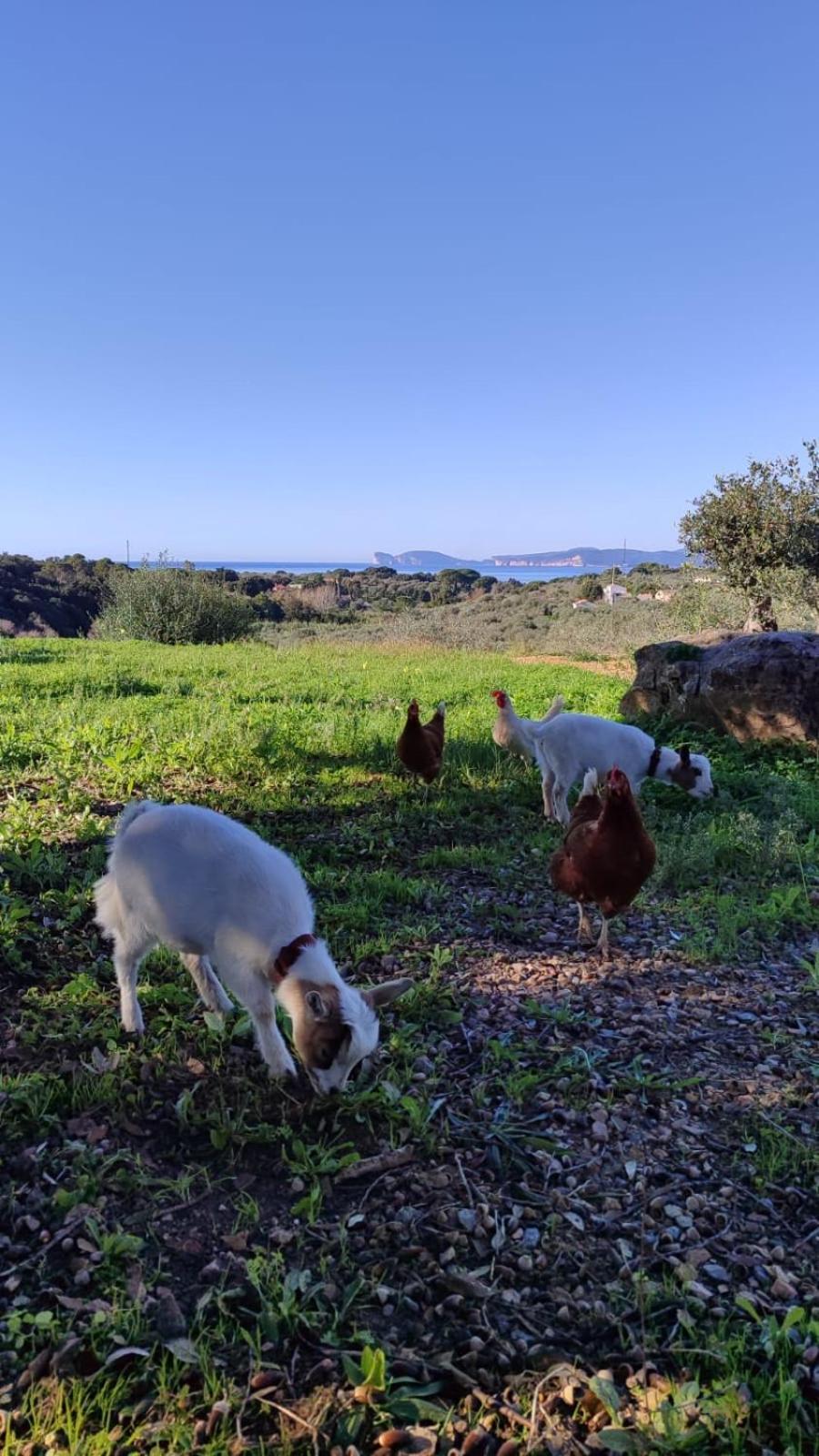 Villa Boeddu, Relax Tra Mare E Campagna Alghero Eksteriør billede